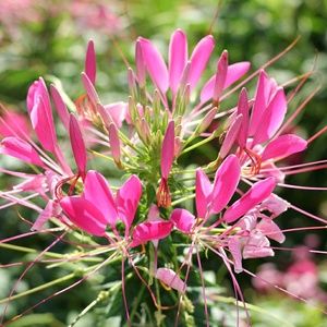 Meet your Posher, Dennis